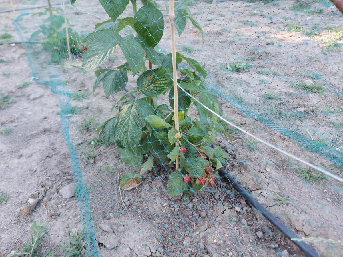 Agriturismo Pranu Sorgono المظهر الخارجي الصورة