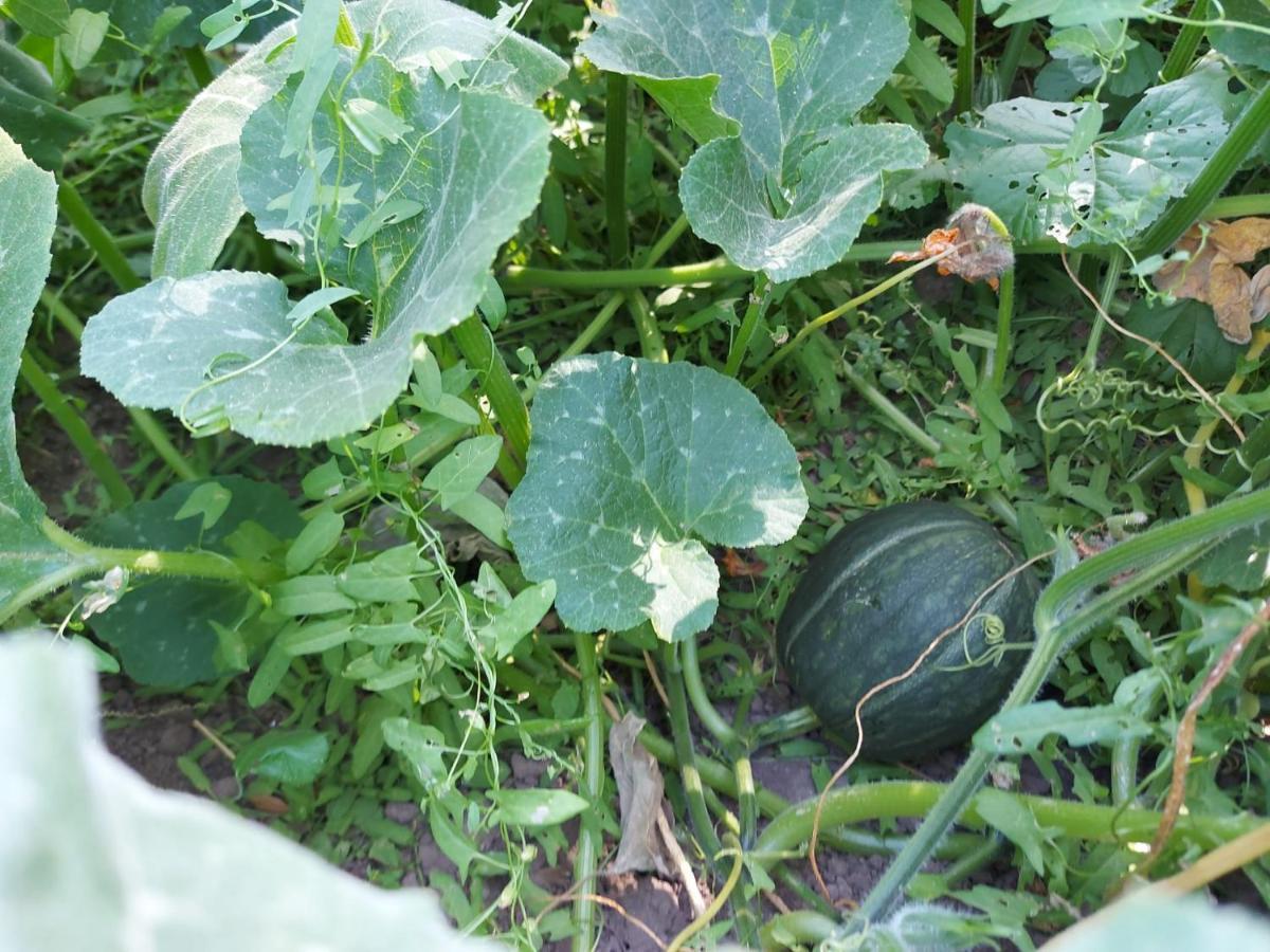 Agriturismo Pranu Sorgono المظهر الخارجي الصورة