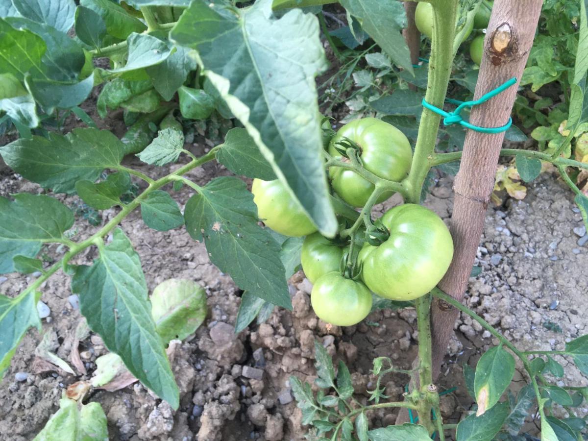 Agriturismo Pranu Sorgono المظهر الخارجي الصورة