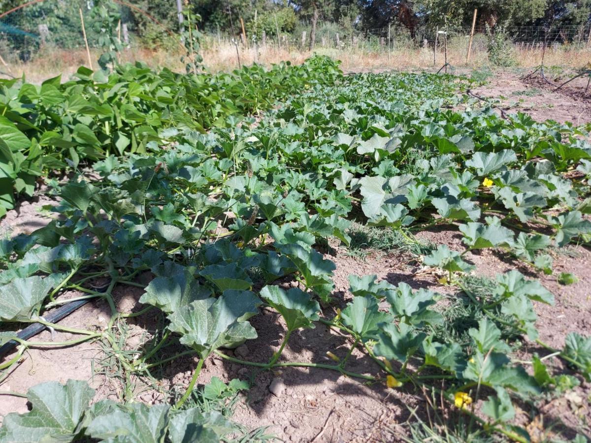 Agriturismo Pranu Sorgono المظهر الخارجي الصورة